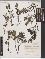 Foto von Salix breviserrata Flod.